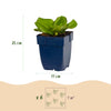 Bergenie – Bergenia cordifolia – Ansicht 3