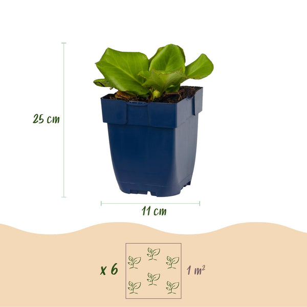 Bergenie – Bergenia cordifolia – Ansicht 3