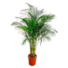 Goldfruchtpalme – Dypsis lutescens
