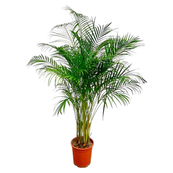 Goldfruchtpalme – Dypsis lutescens