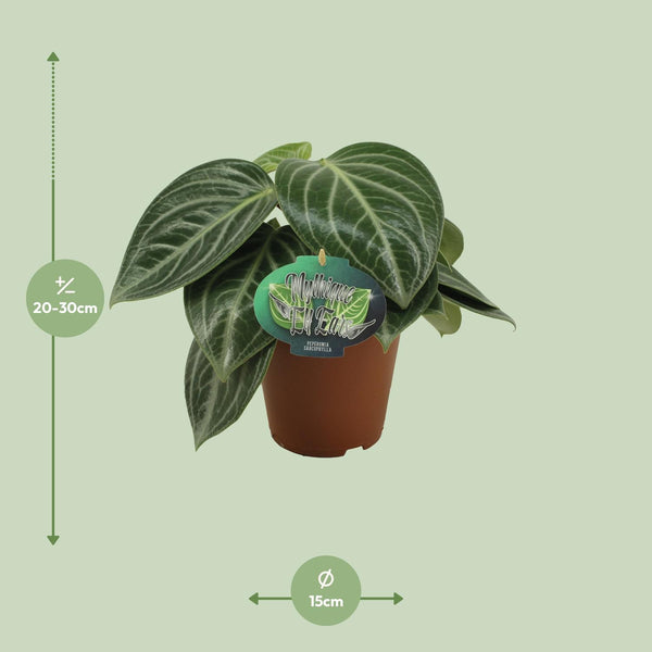 Zwergpfeffer – Peperomia sarcophylla – Ansicht 2