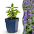 Katzenminze ‚Neptune' – Nepeta nervosa – 1 Stück