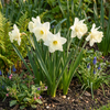 Trompeten-Narzisse ‚Mount Hood' – Narcissus – Ansicht 2