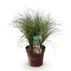 Neuseeland-Segge ‚Frosted Curls' – Carex comans – Ansicht 2