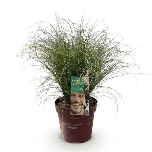 Neuseeland-Segge ‚Frosted Curls' – Carex comans – Ansicht 2
