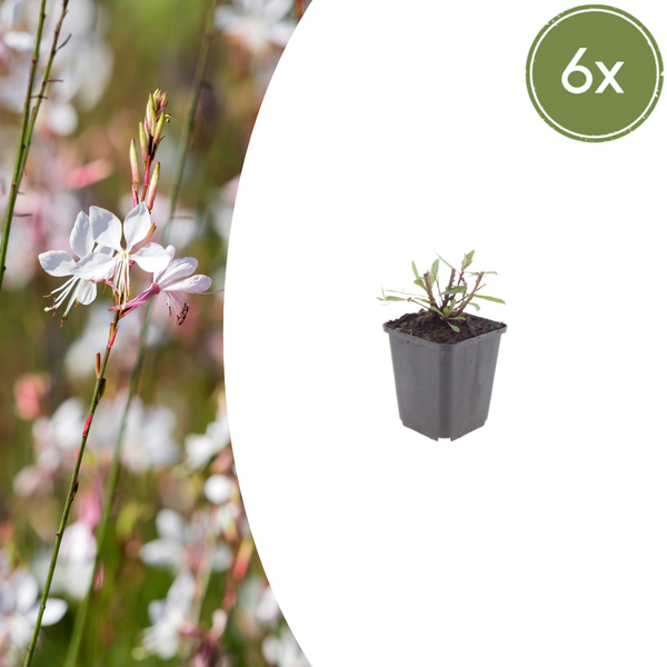Prachtkerze ‚Whirling Butterflies' – Gaura lindheimeri – Ø 9 cm · 10–25 cm, 6 Stück