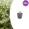 Filziges Hornkraut – Cerastium tomentosum