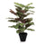 Kunstpflanze Calathea im Topf