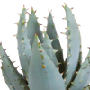 Sukkulenten-Set „Gasteria & Haworthia-Mix" – Gasterien und Haworthien – Ansicht 5