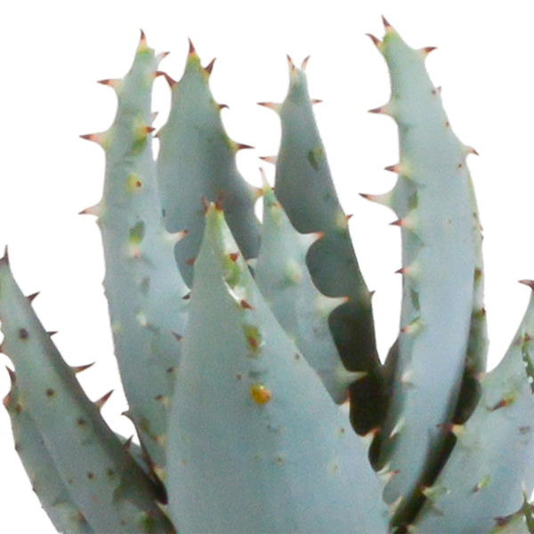 Sukkulenten-Set „Gasteria & Haworthia-Mix" – Gasterien und Haworthien – Ansicht 5