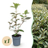 Ölweide ‚Compacta' – Elaeagnus × ebbingei