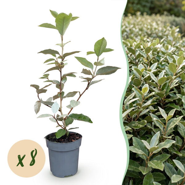 Ölweide ‚Compacta' – Elaeagnus × ebbingei