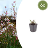 Prachtkerze ‚Siskiyou Pink' – Gaura lindheimeri – 6 Stück