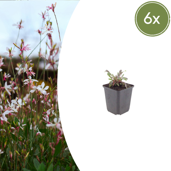 Prachtkerze ‚Siskiyou Pink' – Gaura lindheimeri – 6 Stück