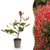 Glanzmispel ‚Red Robin' – Photinia × fraseri – Ansicht 3