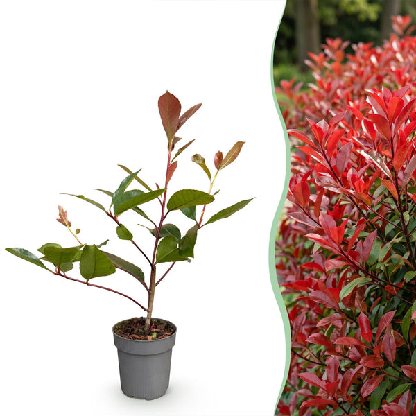 Glanzmispel ‚Red Robin' – Photinia × fraseri – Ansicht 3
