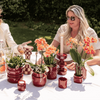Duftende Schmetterlingsorchidee ‚Fragrance Bolgheri' – Phalaenopsis – Ansicht 3