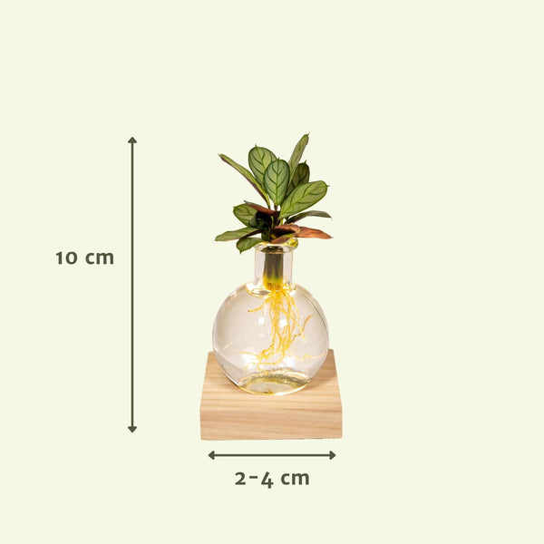 Calathea im Glas mit LED-Beleuchtung