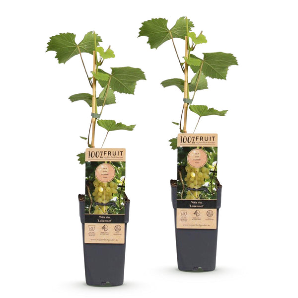 Weinrebe ‚Lakemont' – Vitis vinifera – Ansicht 2