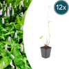 Kerzenknöterich ‚Alba' – Persicaria amplexicaulis
