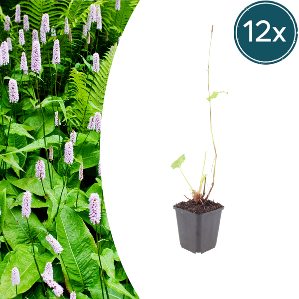 Kerzenknöterich ‚Alba' – Persicaria amplexicaulis