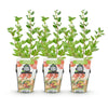 Stachelbeere ‚Hinnonmaki Rod' – Ribes uva-crispa – Ansicht 2
