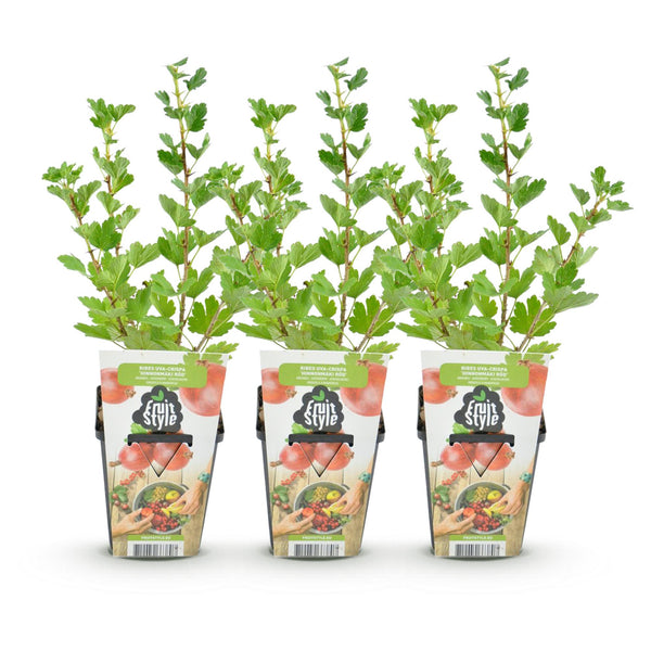 Stachelbeere ‚Hinnonmaki Rod' – Ribes uva-crispa – Ansicht 2