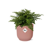 Nestfarn ‚Parvati' – Asplenium nidus