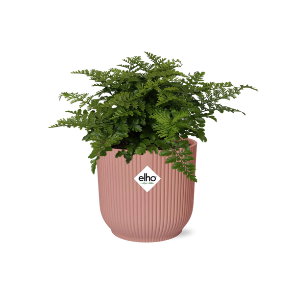 Nestfarn ‚Parvati' – Asplenium nidus
