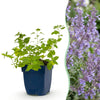 Katzenminze ‚Walker's Low' – Nepeta × faassenii