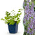 Katzenminze ‚Walker's Low' – Nepeta × faassenii