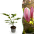Magnolie ‚Ricki' – Magnolia – 1 Stück