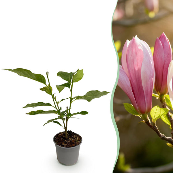 Magnolie ‚Ricki' – Magnolia – 1 Stück
