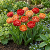 Gefüllte Tulpe ‚Gudoshnik Double' – Tulipa – Ansicht 2