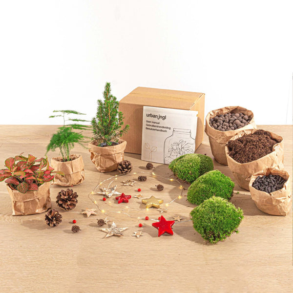 Terrarium-Set „Mini-Weihnachtsbaum“ – 3 Pflanzen, Nachfüll- & Starterpaket