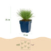 Blauschwingel – Festuca glauca – Ansicht 3