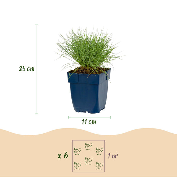 Blauschwingel – Festuca glauca – Ansicht 3