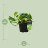 Efeutute ‚N'Joy Gold' – Epipremnum aureum – Ansicht 2
