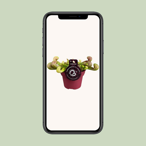 Schlauchpflanze – Sarracenia psittacina – Ansicht 4