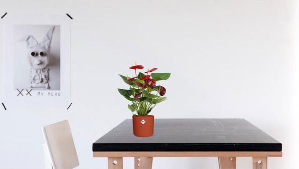 Flamingoblume ‚Calon' – Anthurium andraeanum – Ansicht 3