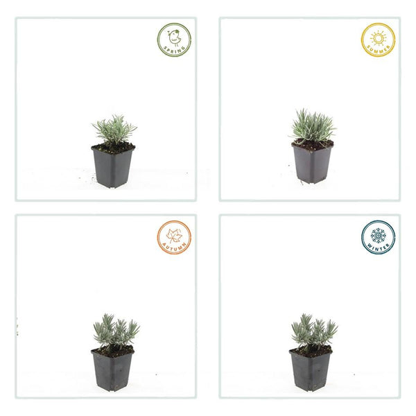 Lavendel ‚Edelweiss' – Lavandula intermedia – Ansicht 4