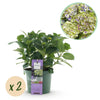 Bauernhortensie ‚Magical Jewel Blue' – Hydrangea macrophylla
