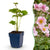 Herbst-Anemone ‚Königin Charlotte' – Anemone hybrida – 1 Stück
