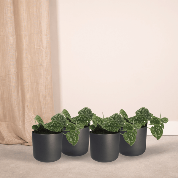 Scindapsus pictus – Ansicht 2