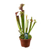 Schlauchpflanze ‚Judith Hindle' – Sarracenia