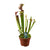 Schlauchpflanze ‚Judith Hindle' – Sarracenia