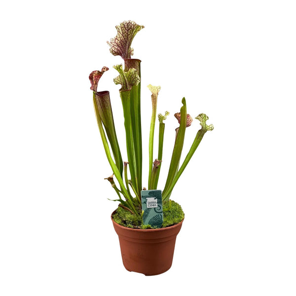 Schlauchpflanze ‚Judith Hindle' – Sarracenia