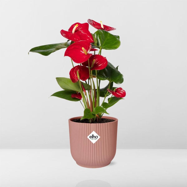 Flamingoblume – Anthurium andreanum – Ansicht 6