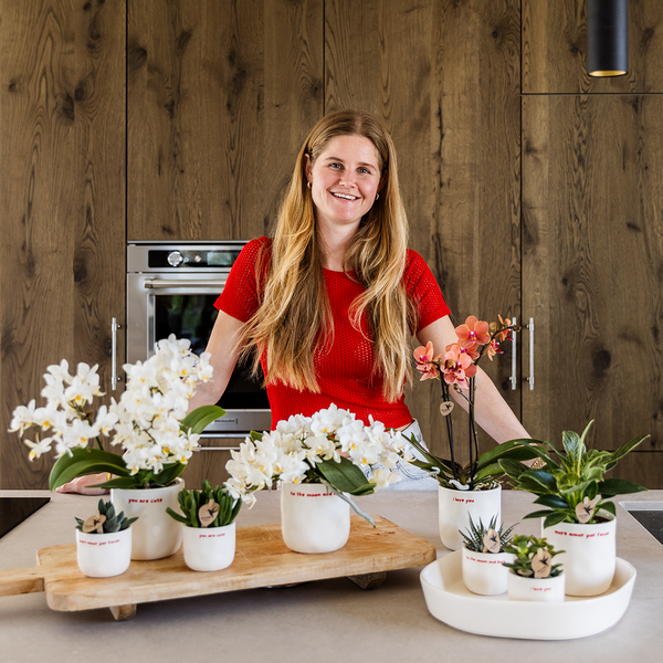 Geschenk-Set „Love You" – rote Phalaenopsis ‚Congo' mit Grünpflanze – Ansicht 6