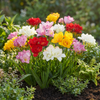 Freesie ‚Double Mix' – Freesia – Ansicht 2
